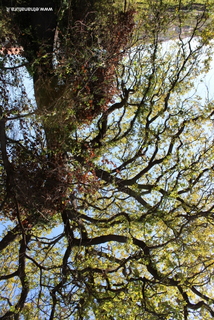 Querce sant Anna